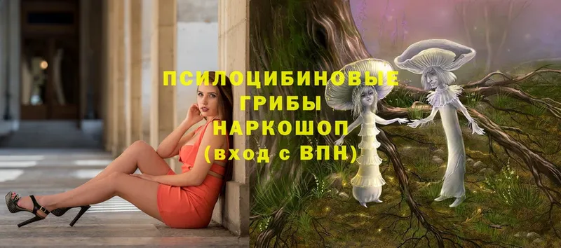 купить   Кудрово  Галлюциногенные грибы Magic Shrooms 